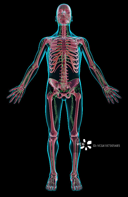 淋巴系统图片素材