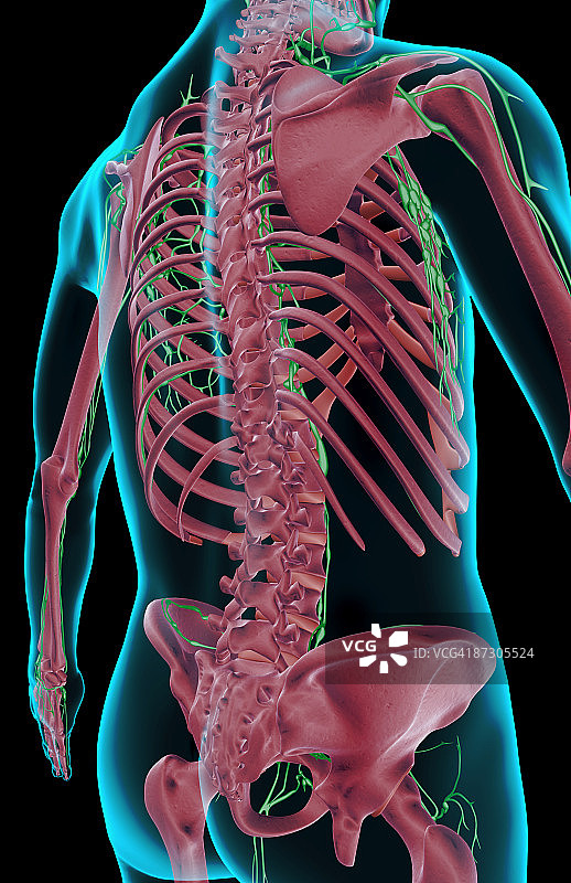 躯干的淋巴供应图片素材