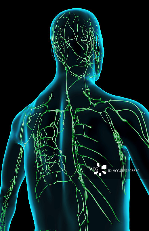 上半身的淋巴供应图片素材