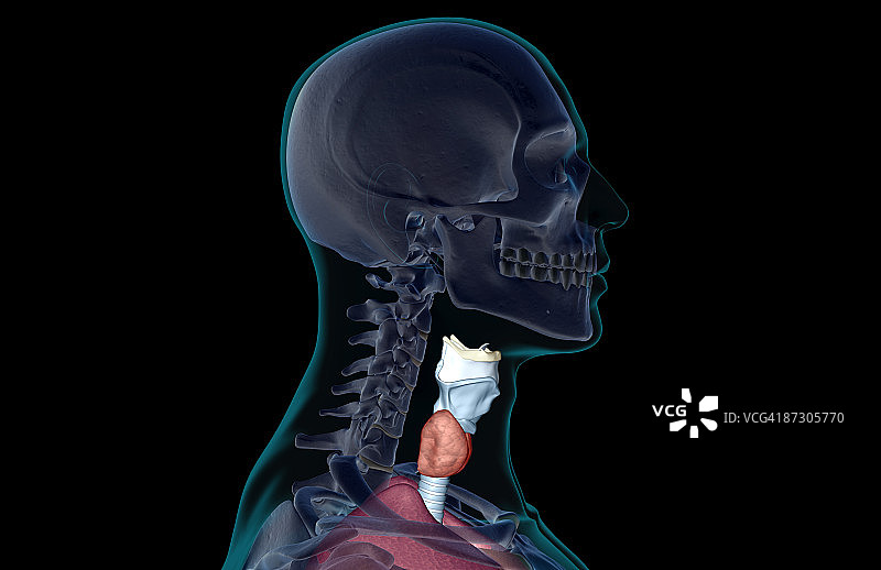 喉部图片素材