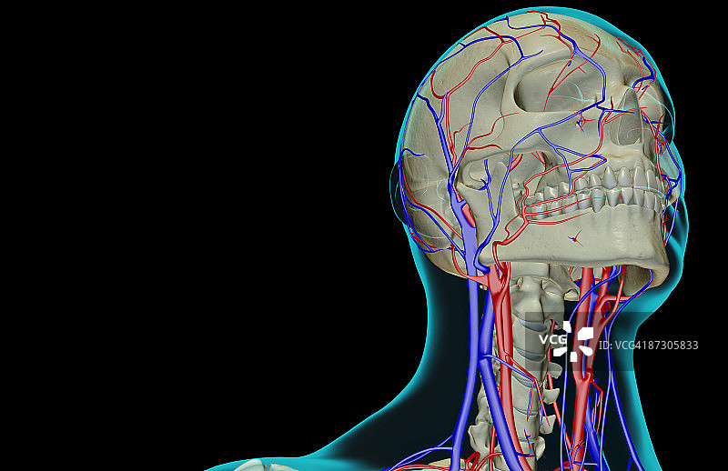 头颈部的血液供应图片素材