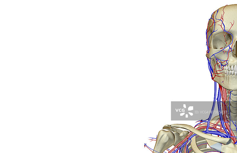 头颈部的血液供应图片素材