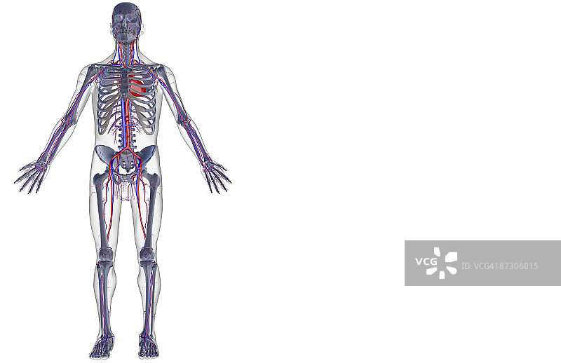 血管系统图片素材
