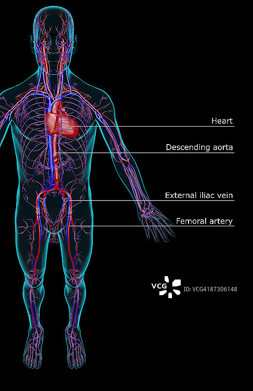 血管系统图片素材