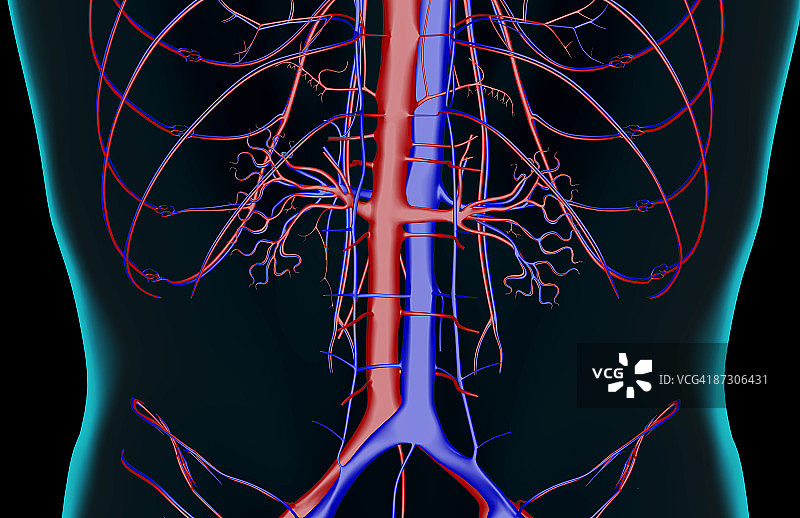 腰背部的血液供应图片素材