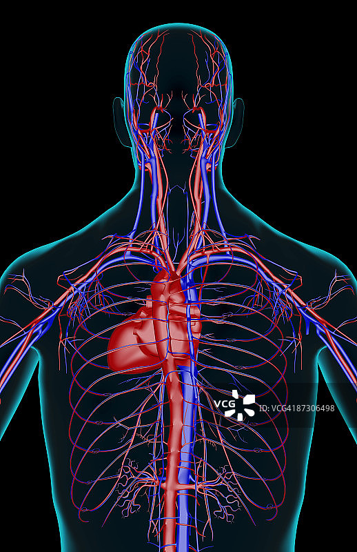 上半身的血液供应图片素材