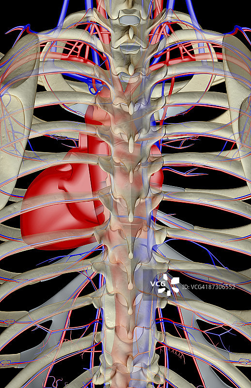 胸廓的血液供应图片素材