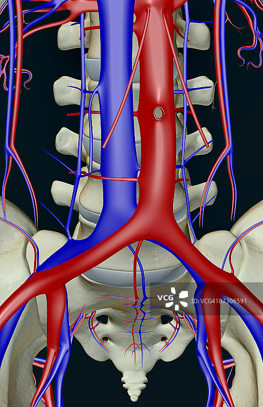腰椎血管图片素材