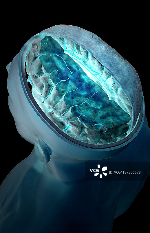 大脑动脉图片素材