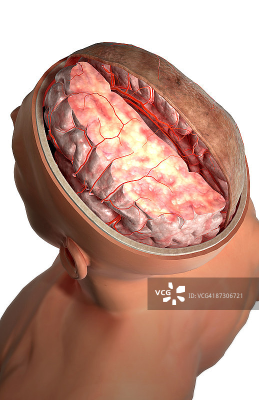 大脑动脉图片素材
