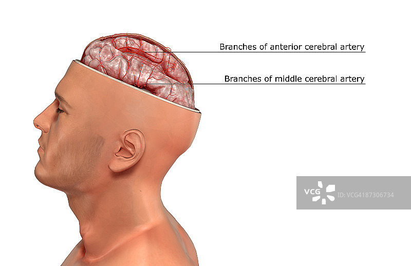 大脑动脉图片素材