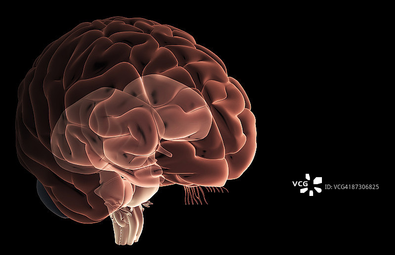 脑干图片素材