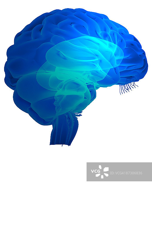 脑干图片素材