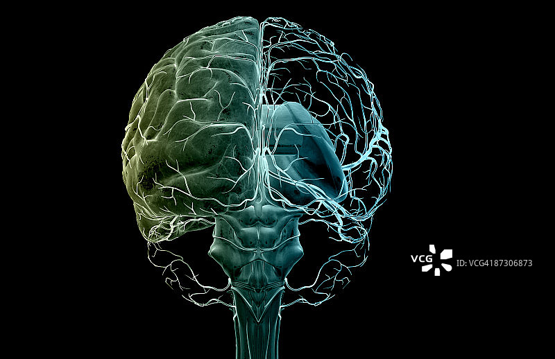 大脑动脉图片素材