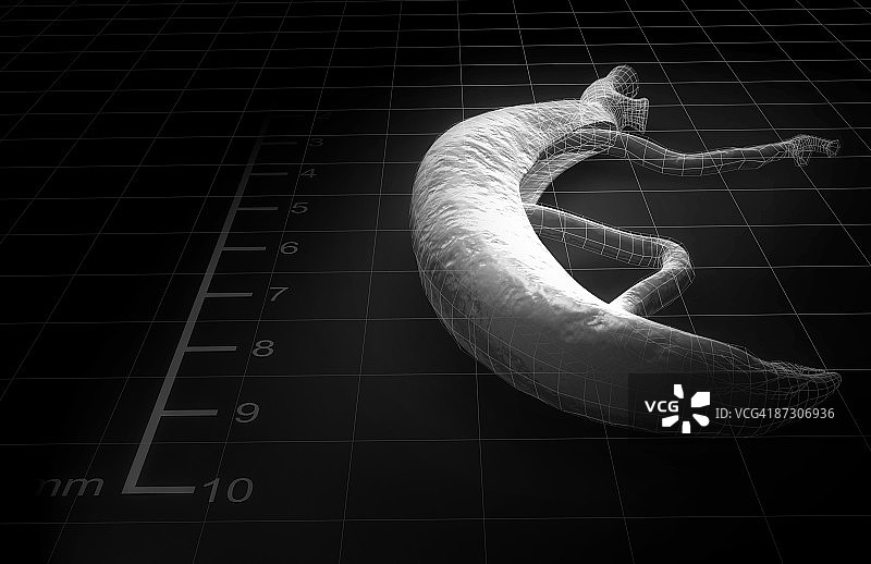 血吸虫图片素材