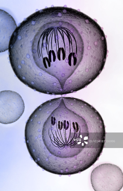 有丝分裂图片素材