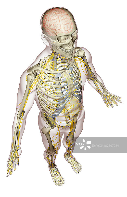 神经系统图片素材