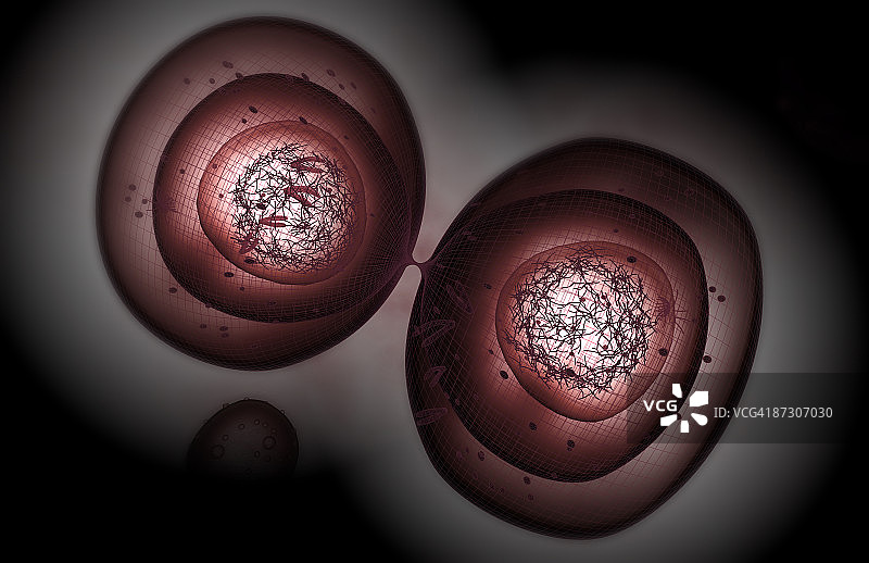 细胞有丝分裂图片素材