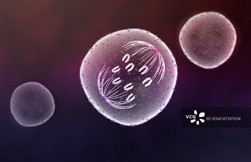 有丝分裂图片素材