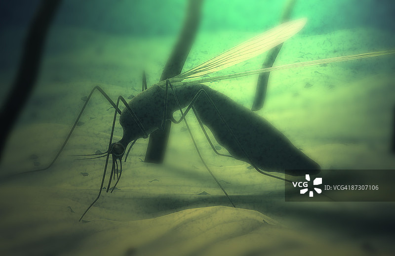 蚊虫叮咬图片素材