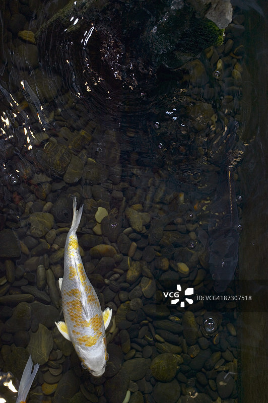 鱼缸里的鱼图片素材