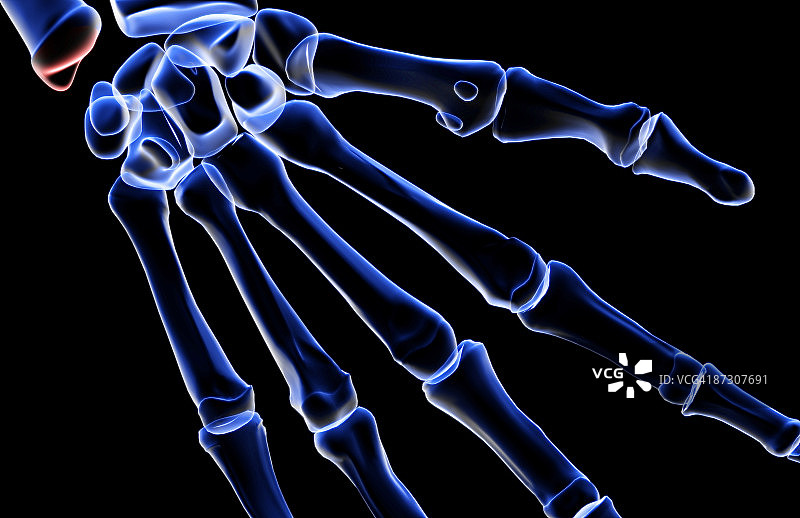 手的骨骼图片素材