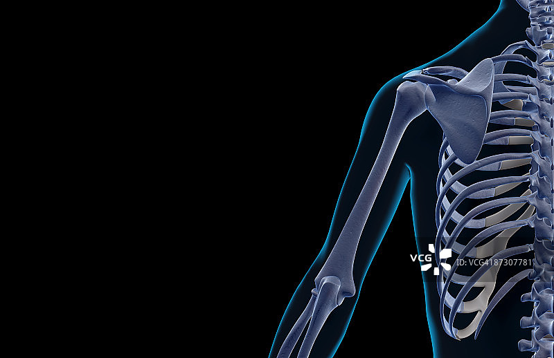 肩部和上臂的骨骼图片素材