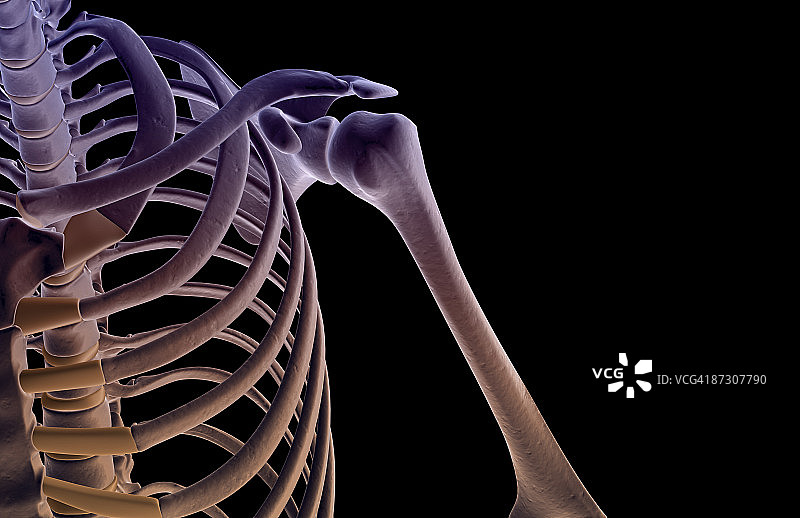 肩部骨骼图片素材