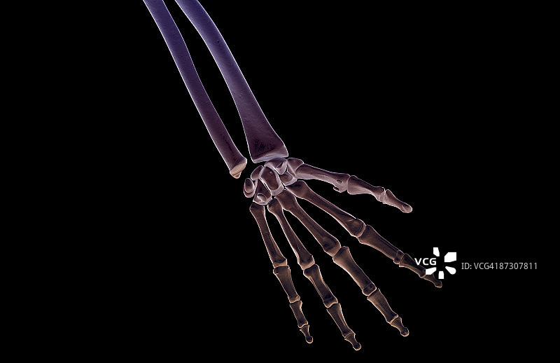 手的骨骼图片素材