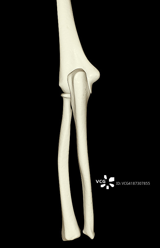 肘部骨骼图片素材