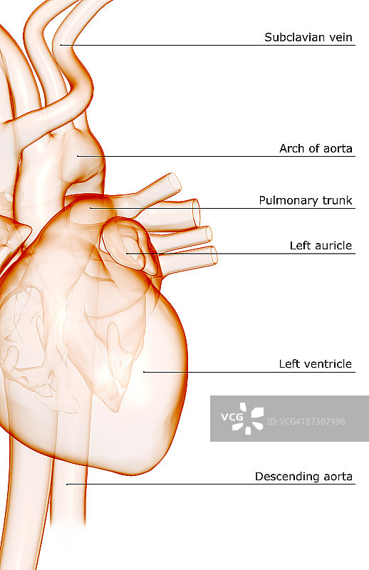 心脏和大血管图片素材
