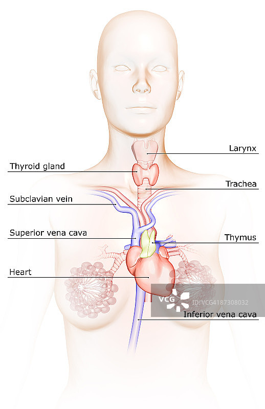 心脏和大血管图片素材
