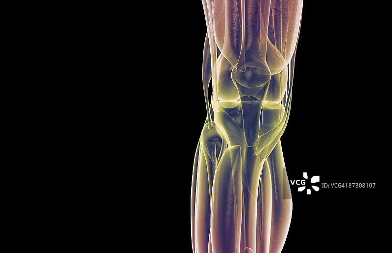 膝盖肌肉图片素材