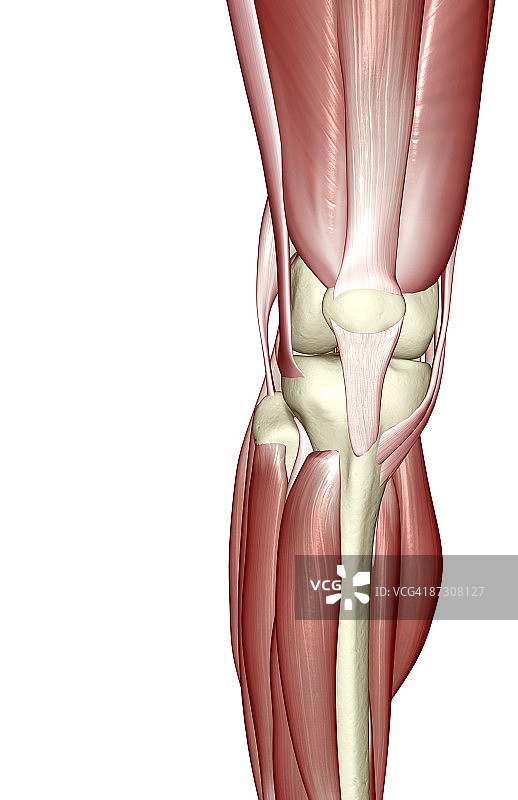 膝盖肌肉图片素材
