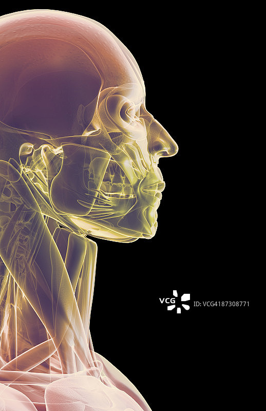 头部和面部肌肉图片素材