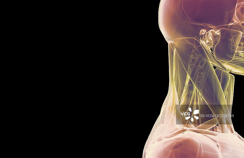 头部和颈部肌肉图片素材