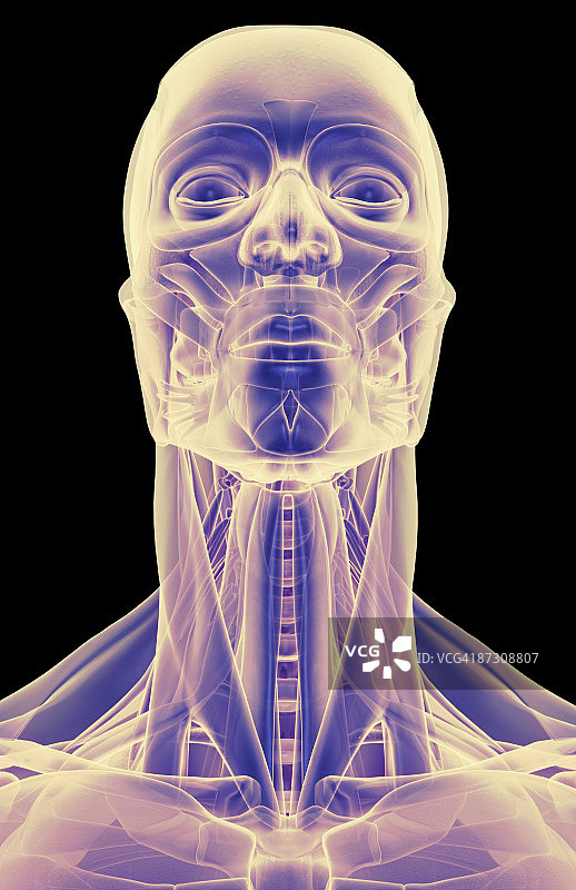 头部、颈部和面部肌肉图片素材