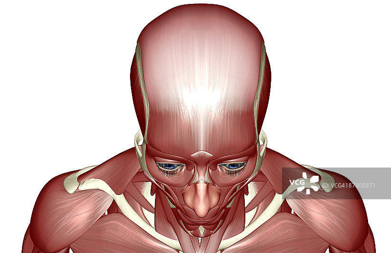 头部和面部肌肉图片素材