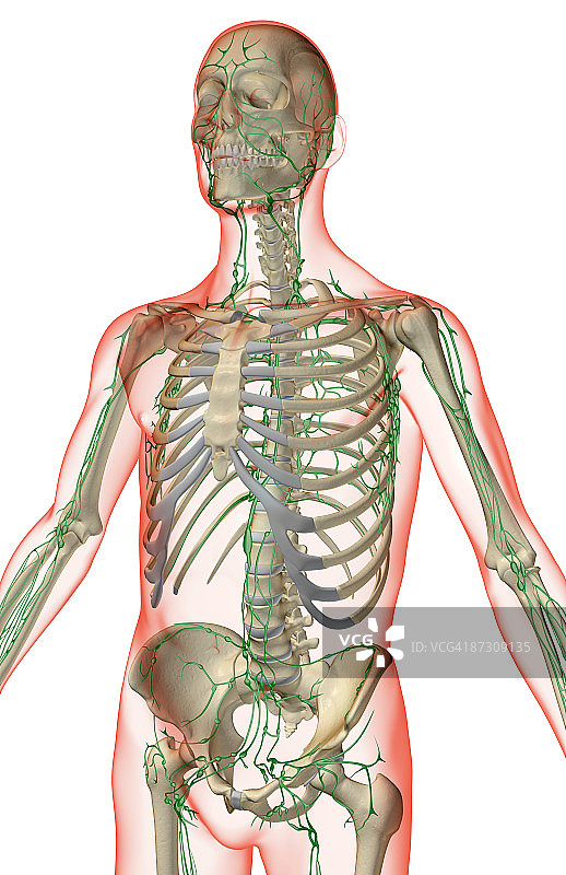 上半身的淋巴供应图片素材