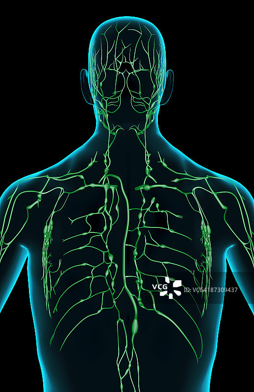 上半身的淋巴供应图片素材