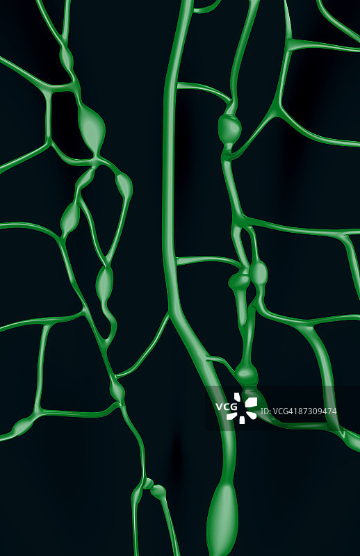 胸导管图片素材