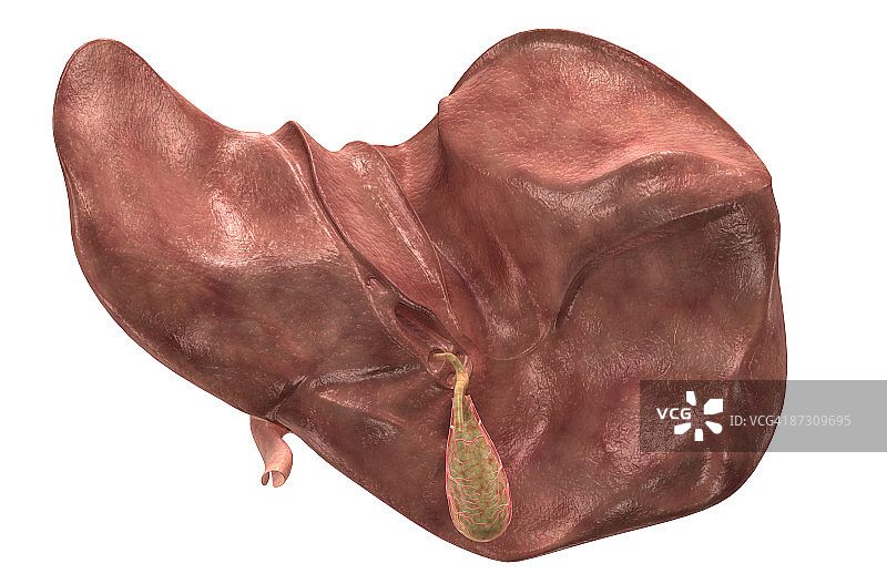 肝脏和胆囊图片素材