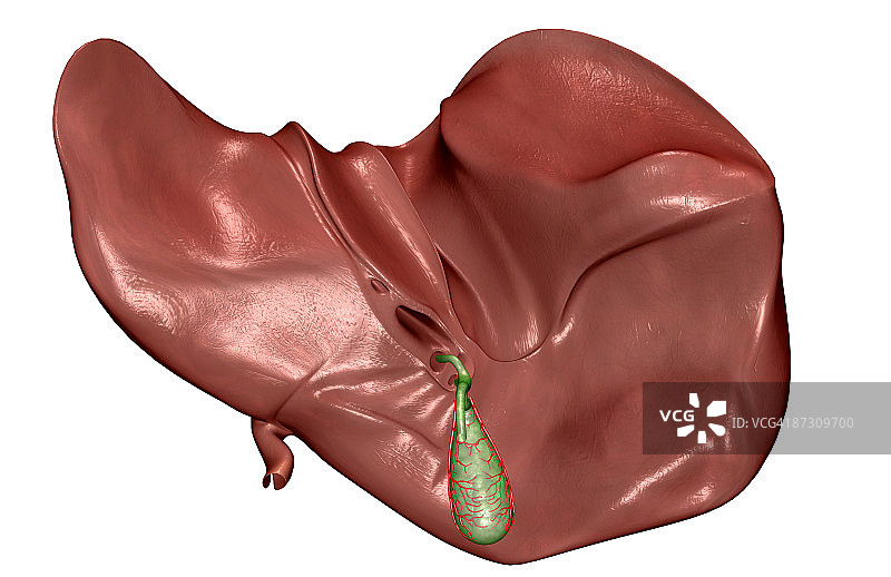 肝脏和胆囊图片素材