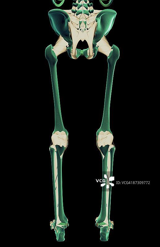 下半身的韧带图片素材