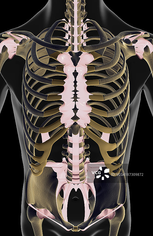 躯干的韧带图片素材
