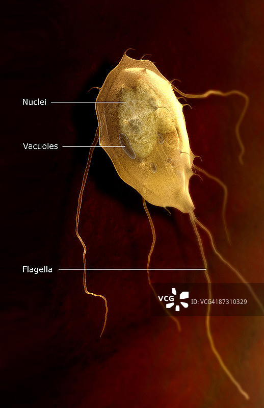 贾第鞭毛虫病图片素材