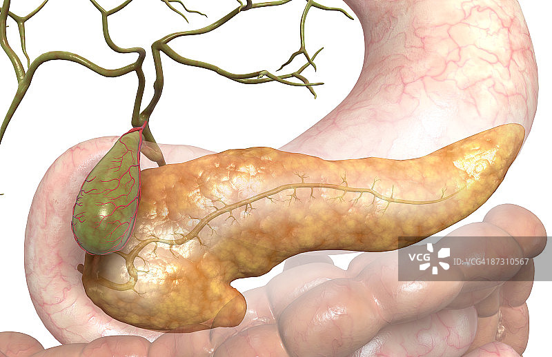 辅助消化器官图片素材