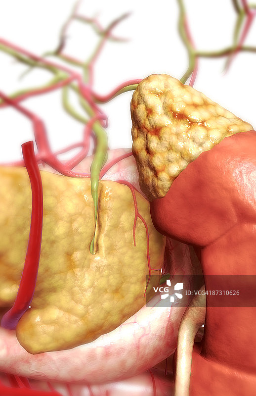 消化系统图片素材