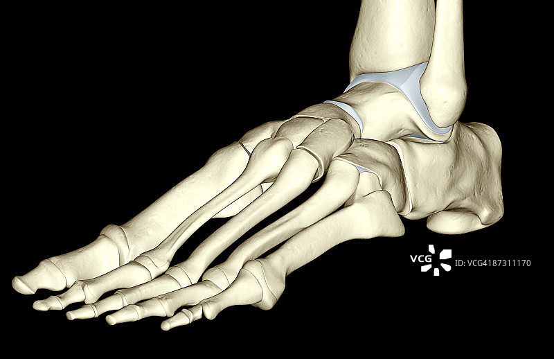 足部骨骼图片素材