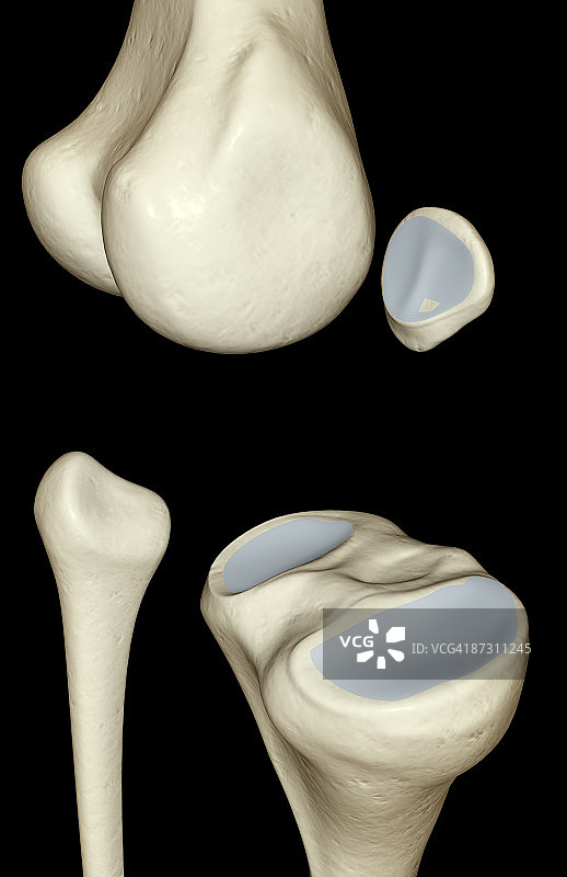 膝盖的骨骼图片素材